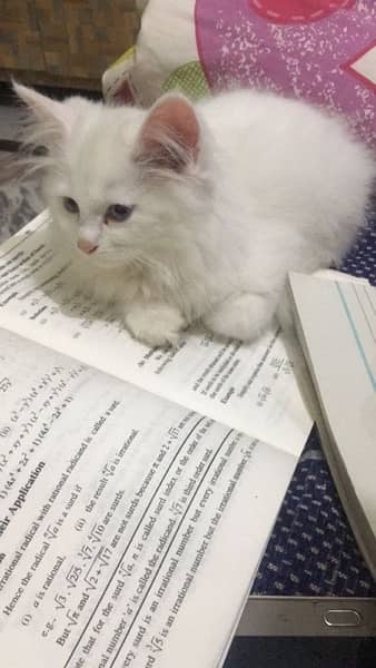 Persian cat in white colour 2
