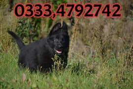 Black shepherd Puppy  03334792742 0
