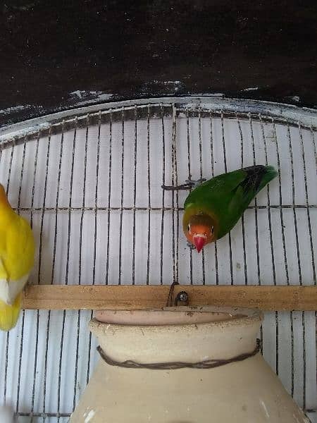TCB Undersize budgies / Green Fisher & 2 portion Cage new 6