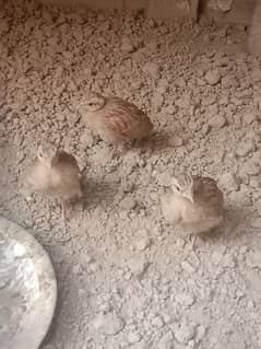 Irani teetar chicks for sale 2 month age 3 pairs