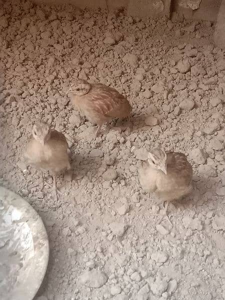 Irani teetar chicks for sale 2 month age 3 pairs 0