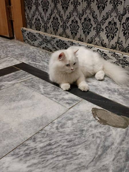 Persian Male cat for sale 0