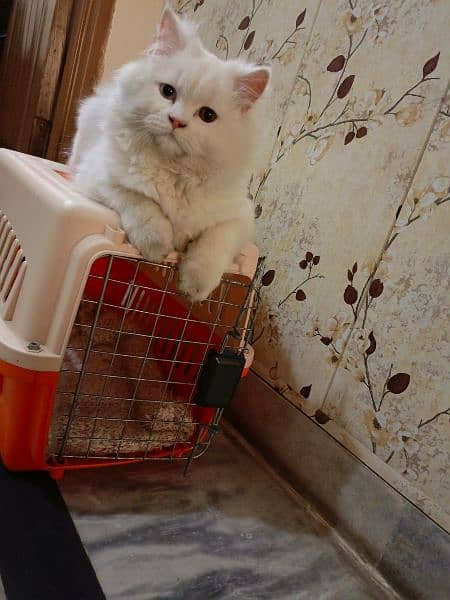 Persian Male cat for sale 1