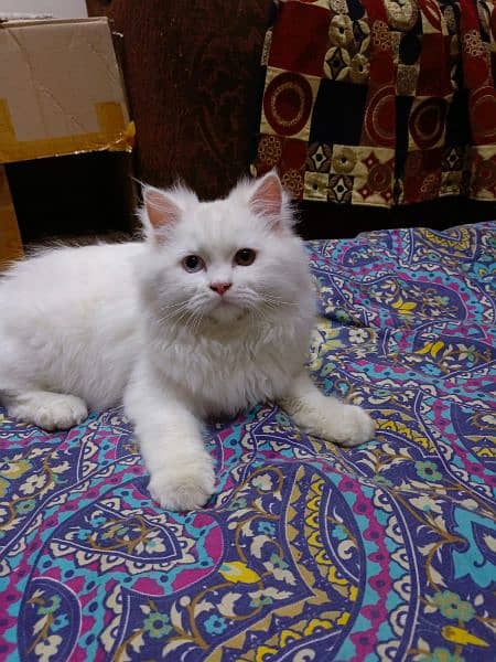 Persian Male cat for sale 3