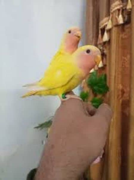 Hand tamed love bird chicks available 2