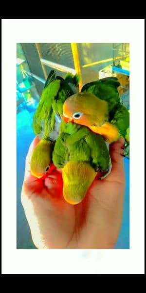 Hand tamed love bird chicks available 6