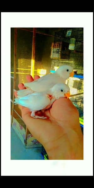 Hand tamed love bird chicks available 7