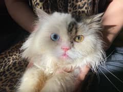 cat for sale/persian kitten/punch face cat/triple coated kitten