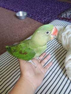 Raw parrot Baby 7 month age