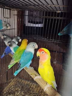 lovebirds parrots bird