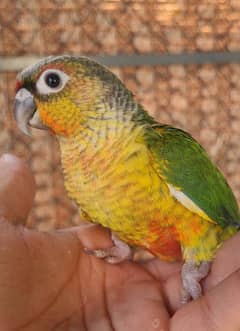 Conure chicks, adult pairs, yellowsided, pineapple, Turquoise