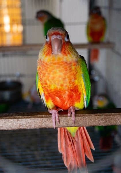 Conure chicks, adult pairs, yellowsided, pineapple, Turquoise 3