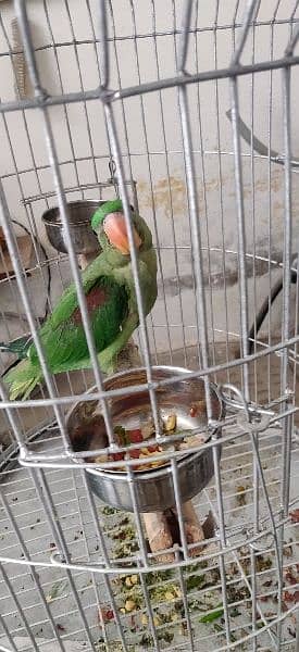 Alexandrine parrot 2