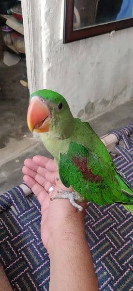 Alexandrine parrot 3