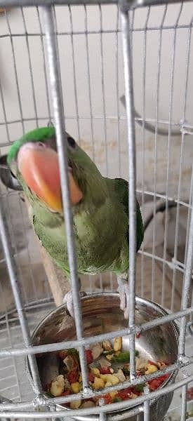 Alexandrine parrot 4