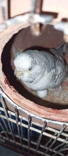 MASHALLAH buggies parrot are available for sell per pic 450