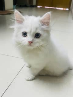 Pure White Percian Kitten Triple coated color White