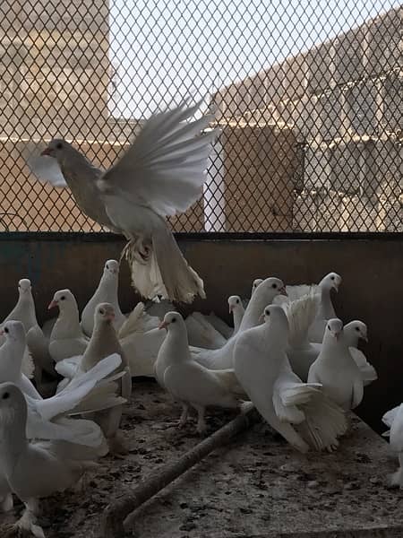 White Laka Pigeons 0