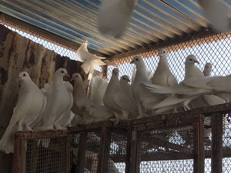 White Laka Pigeons 1