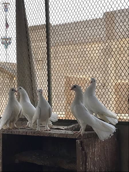 White Laka Pigeons 3