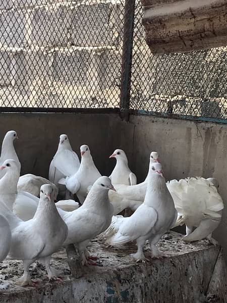White Laka Pigeons 4
