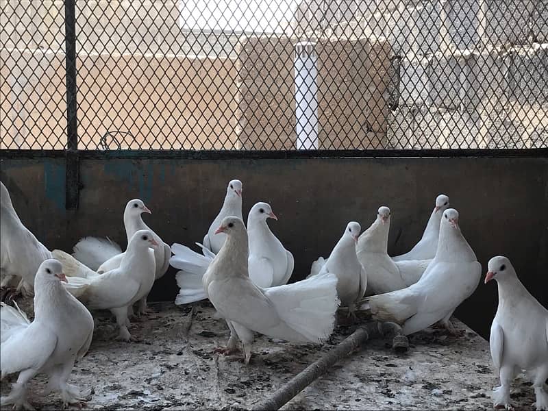 White Laka Pigeons 8