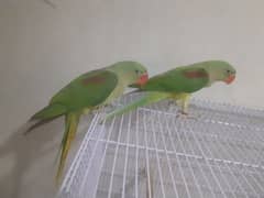 kashmiri raw parrot pair