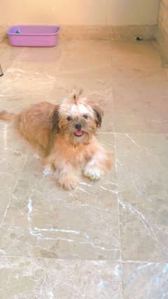 Shihtzu puppy female, 6 months old, vaccinated available for sale.