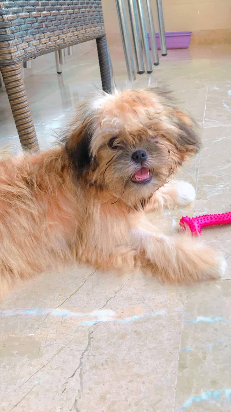 Shihtzu puppy female, 6 months old, vaccinated available for sale. 1