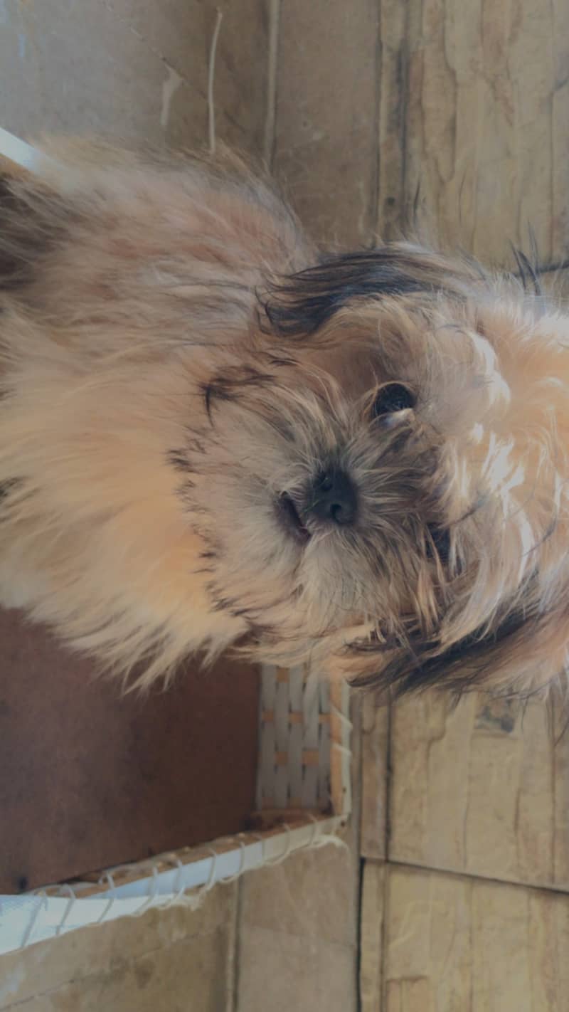 Shihtzu puppy female, 6 months old, vaccinated available for sale. 5