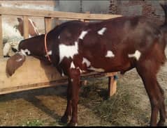 Ranjanpuri Bakra / Goats / Chatra For Sale / Bakray For Sale