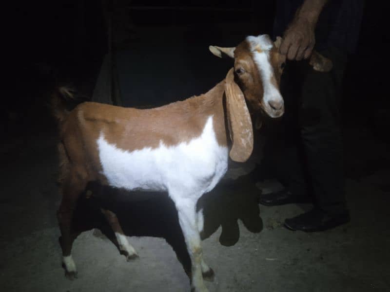 qurbani bakra 2 dant khassi 03002873122 5