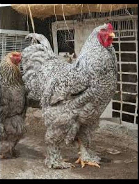 coco , black and blue bharama chick's available 10