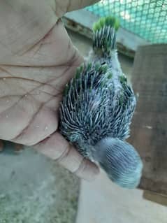 Indian Ringneck Chicks