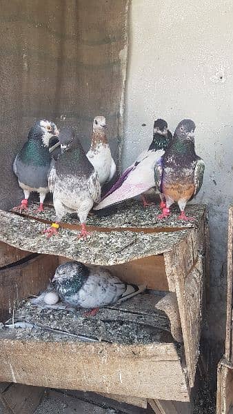 Dabaz kamagar sialkoti pigeons for sale. 0
