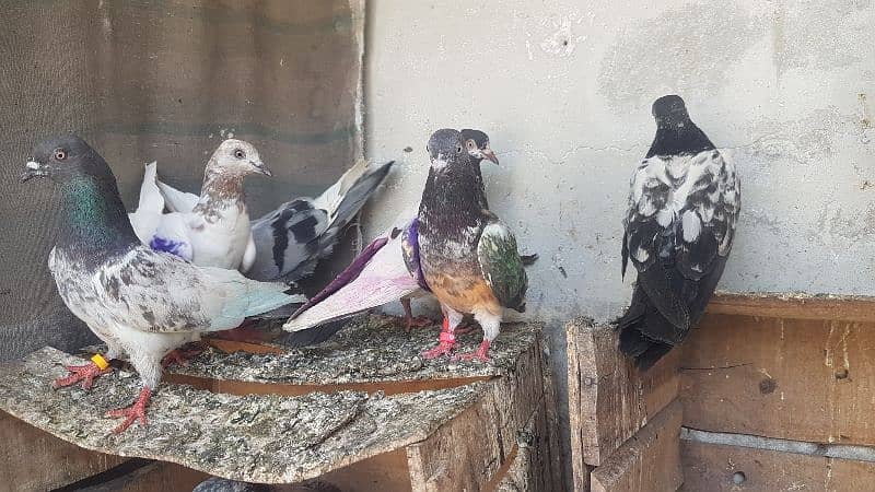 Dabaz kamagar sialkoti pigeons for sale. 1