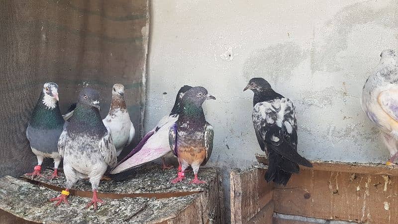 Dabaz kamagar sialkoti pigeons for sale. 2