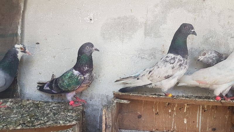 Dabaz kamagar sialkoti pigeons for sale. 3