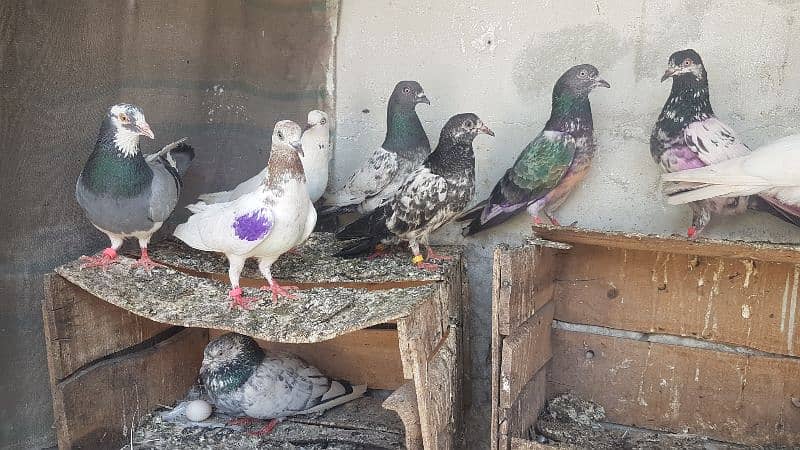 Dabaz kamagar sialkoti pigeons for sale. 4