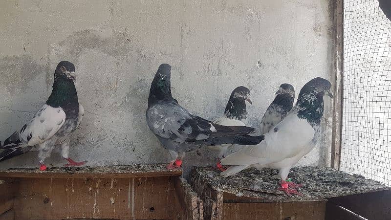 Dabaz kamagar sialkoti pigeons for sale. 5