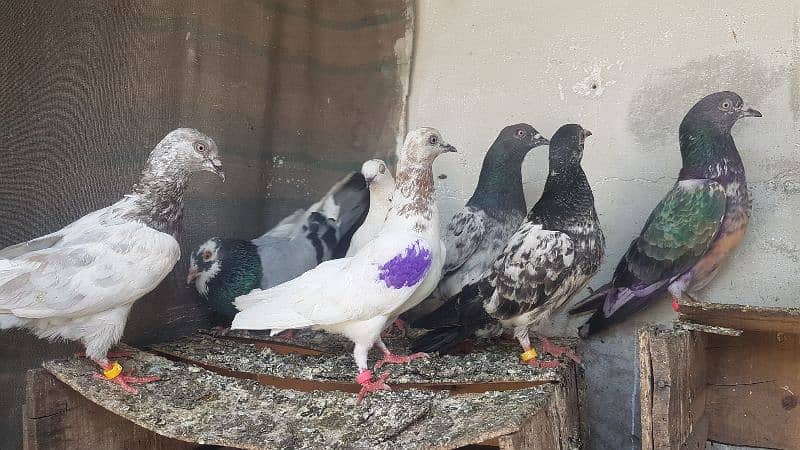 Dabaz kamagar sialkoti pigeons for sale. 6