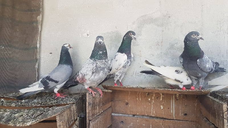 Dabaz kamagar sialkoti pigeons for sale. 7