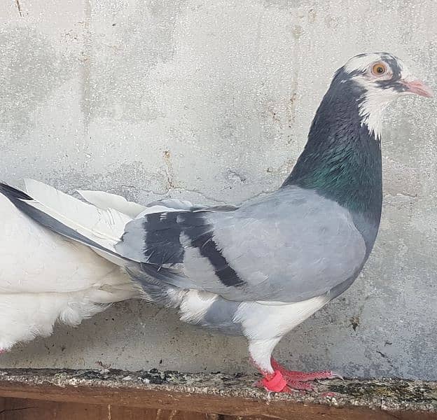 Dabaz kamagar sialkoti pigeons for sale. 8