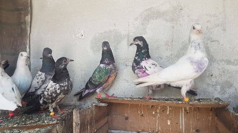 Dabaz kamagar sialkoti pigeons for sale. 9