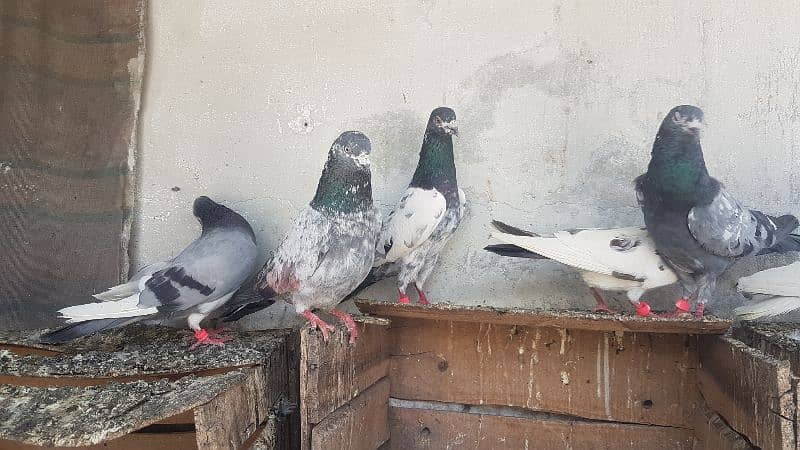 Dabaz kamagar sialkoti pigeons for sale. 10