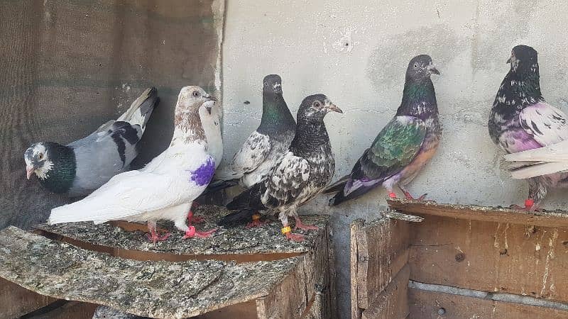Dabaz kamagar sialkoti pigeons for sale. 11