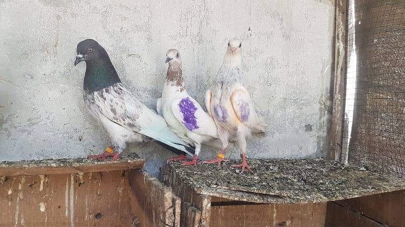 Dabaz kamagar sialkoti pigeons for sale. 12