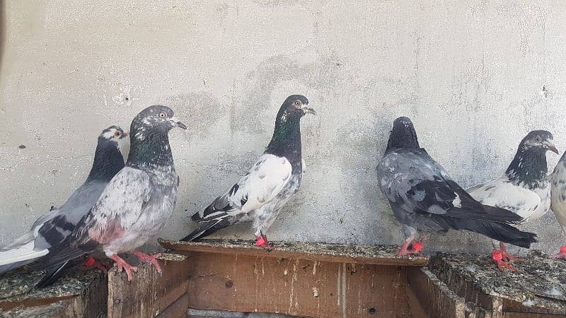 Dabaz kamagar sialkoti pigeons for sale. 13