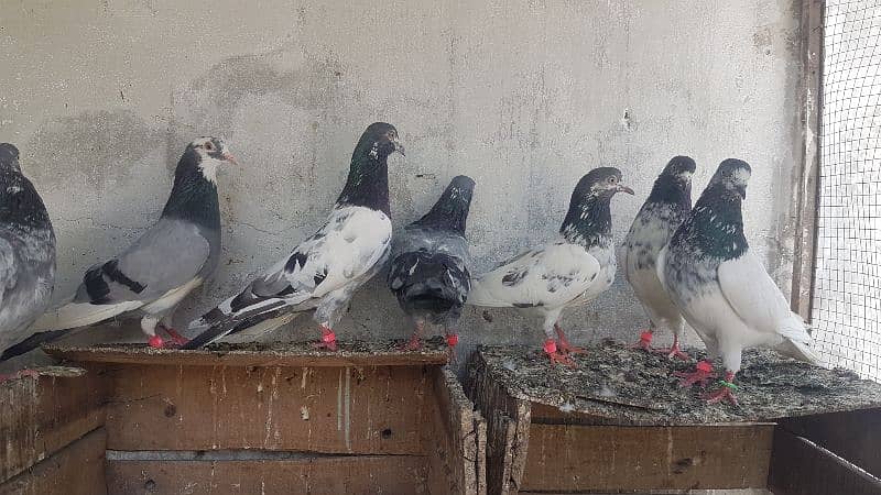 Dabaz kamagar sialkoti pigeons for sale. 14