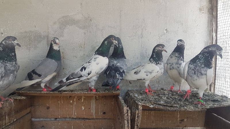 Dabaz kamagar sialkoti pigeons for sale. 15